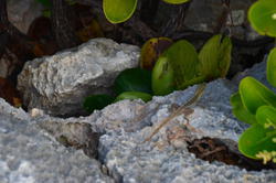 NKN_0133.JPG