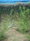 467-dsc00575.jpg.small.jpeg