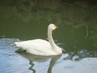 477-dsc00585.jpg.small.jpeg