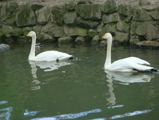 482-dsc00590.jpg.medium.jpeg