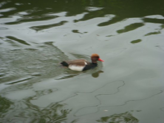 483-dsc00591.jpg.medium.jpeg