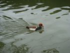 483-dsc00591.jpg.small.jpeg