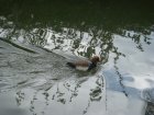 484-dsc00592.jpg.small.jpeg