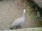 485-dsc00593.jpg.small.jpeg