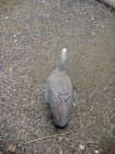 486-dsc00594.jpg.small.jpeg
