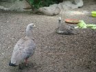 488-dsc00596.jpg.small.jpeg