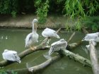 489-dsc00597.jpg.small.jpeg
