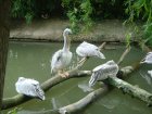 490-dsc00598.jpg.small.jpeg