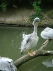 491-dsc00599.jpg.small.jpeg