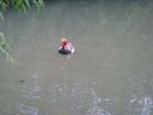 492-dsc00600.jpg.small.jpeg