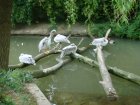493-dsc00601.jpg.small.jpeg