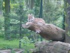 513-dsc00621.jpg.small.jpeg