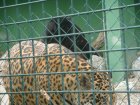 521-dsc00629.jpg.small.jpeg