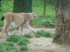 523-dsc00631.jpg.small.jpeg