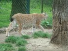 525-dsc00633.jpg.small.jpeg