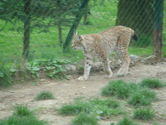 526-dsc00634.jpg.medium.jpeg