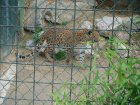 529-dsc00637.jpg.small.jpeg