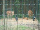 534-dsc00642.jpg.small.jpeg