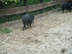 542-dsc00650.jpg.small.jpeg