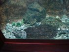 545-dsc00653.jpg.small.jpeg