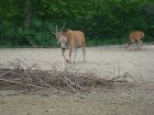548-dsc00656.jpg.small.jpeg