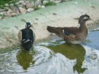 557-dsc00665.jpg.small.jpeg