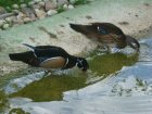 558-dsc00666.jpg.small.jpeg