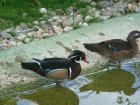 559-dsc00667.jpg.small.jpeg