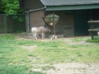 577-dsc00685.jpg.small.jpeg