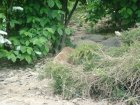 590-dsc00698.jpg.small.jpeg