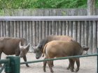 597-dsc00705.jpg.small.jpeg