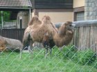 601-dsc00709.jpg.small.jpeg
