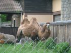 602-dsc00710.jpg.small.jpeg