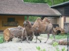 606-dsc00714.jpg.small.jpeg