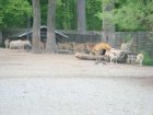618-dsc00726.jpg.small.jpeg