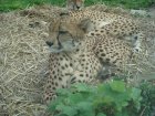 620-dsc00728.jpg.small.jpeg