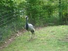 624-dsc00732.jpg.small.jpeg