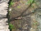 694-dsc00811.jpg.small.jpeg