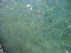 748-dsc00865.jpg.small.jpeg