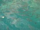 783-dsc00900.jpg.small.jpeg