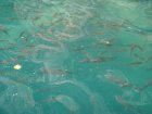 784-dsc00901.jpg.small.jpeg