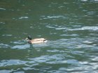 789-dsc00906.jpg.small.jpeg