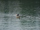851-dsc00968.jpg.small.jpeg