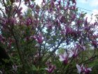 980-dsc01098.jpg.small.jpeg