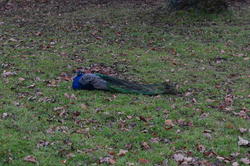DSC_9935.JPG