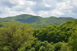 DSC_1999.JPG