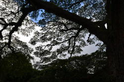 NKN_0015.JPG
