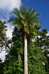 NKN_0056.JPG