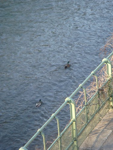 185-DSC05501.JPG.medium.jpeg