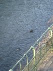 185-DSC05501.JPG.small.jpeg